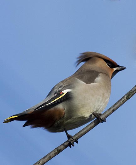 Waxwing - photo Steve Chilton
