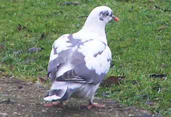 Woodpigeon by David Sale