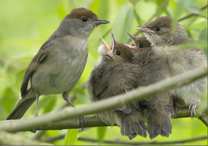 Blackcaps by Jeff Chapman