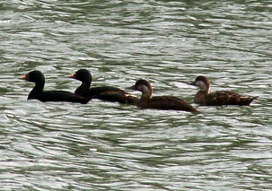 Common Scoters by Simon Knott