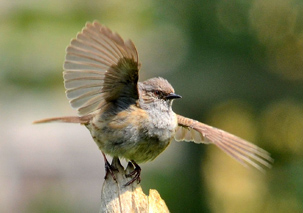 Dunnock by Chris Hinton