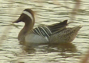 Garganey by Simon Knott