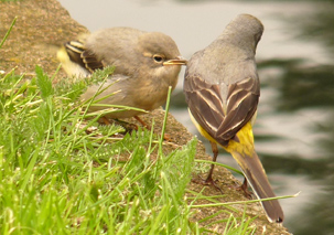 Grey Wagtails by Robert Chapman