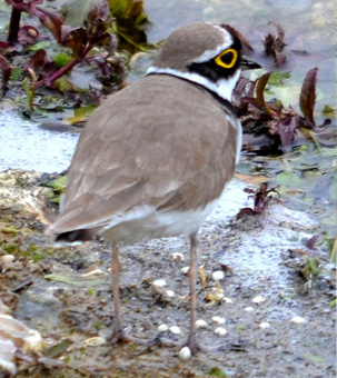 Little Ringed Plover by Chris Hinton