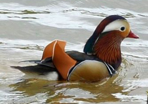 Mandarin by Robin Pearson
