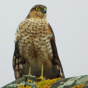 Sparrowhawk by Dan Forder