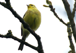 Yellowhammer by Ben Hartmann