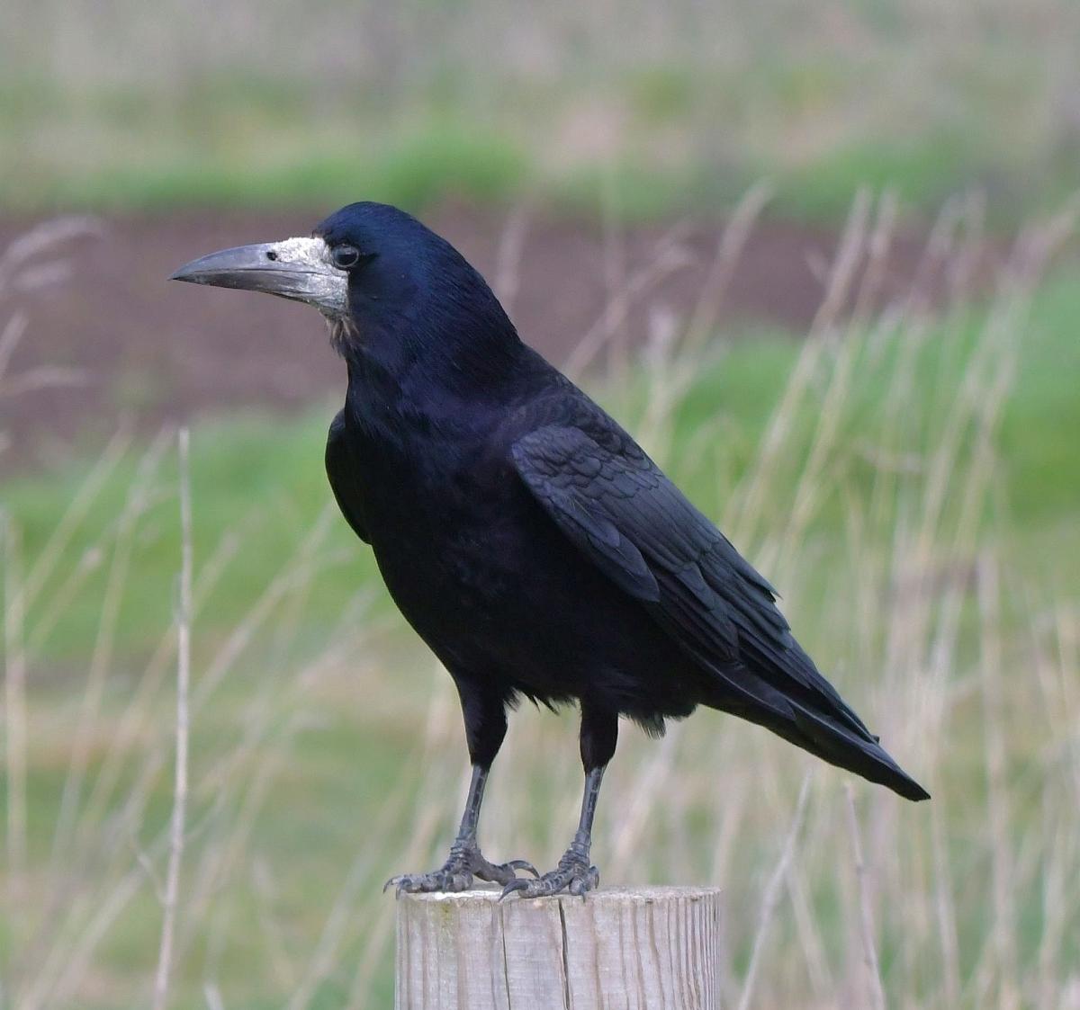 Rookeries Rook News | Herts Bird Club | Request for Rookery counts