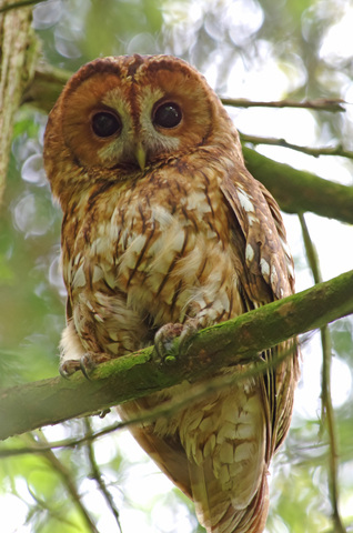 Tawny Owl at Stevenage ? Peter Wood