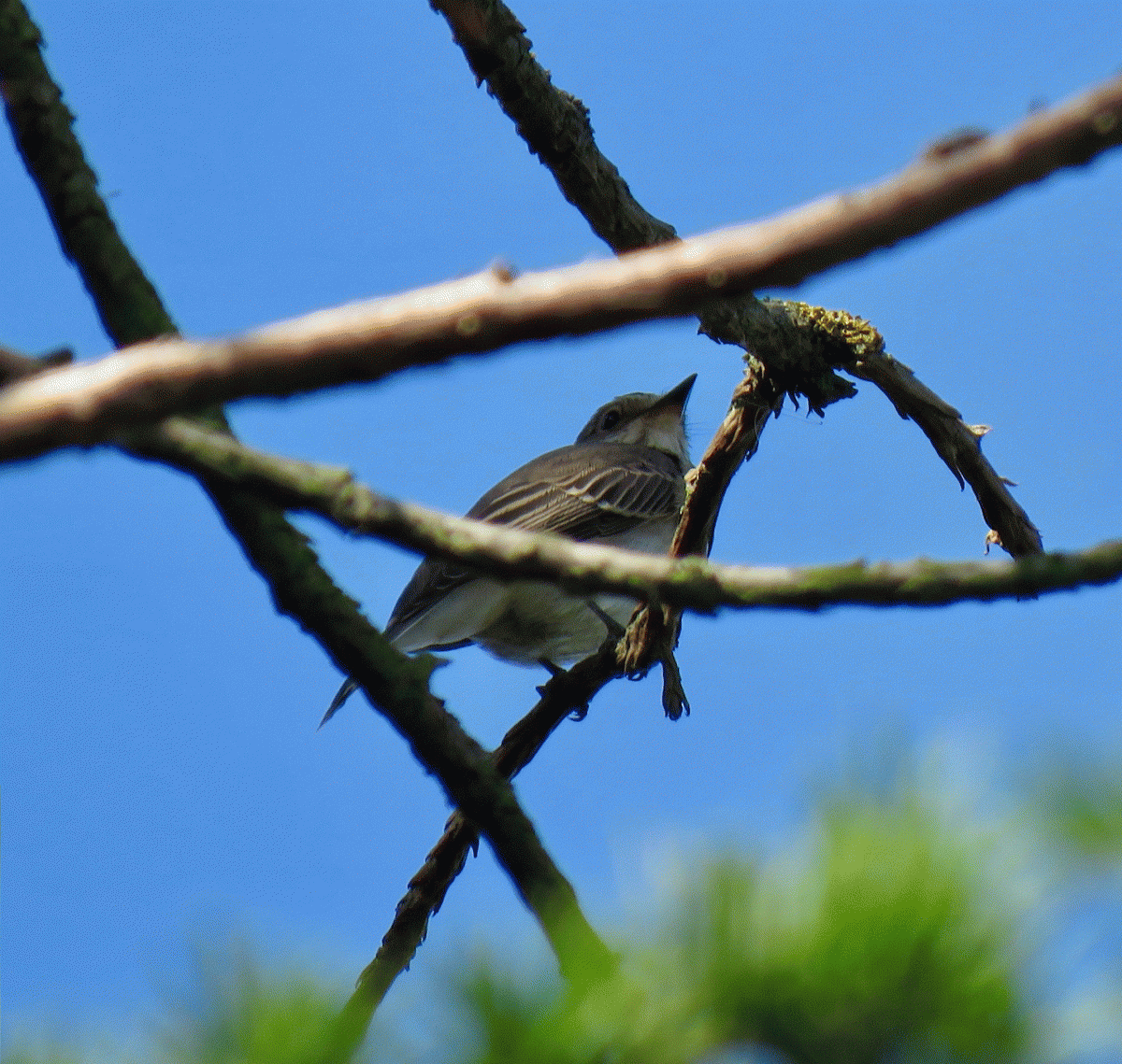 Spotted Flycatcher, Garden Wood, Tyttenhanger, 13 Sep 2019