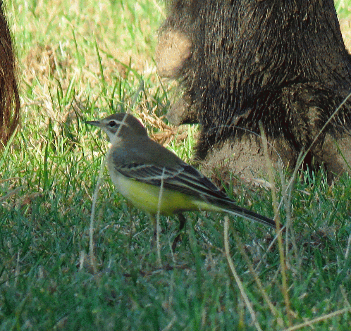 Yellow Wagtail, Tyttenhanger 13 Sep 2019