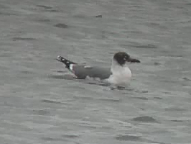 Franklin's Gull at Amwell NR on 31 Jan 2016 ? Barry Reed