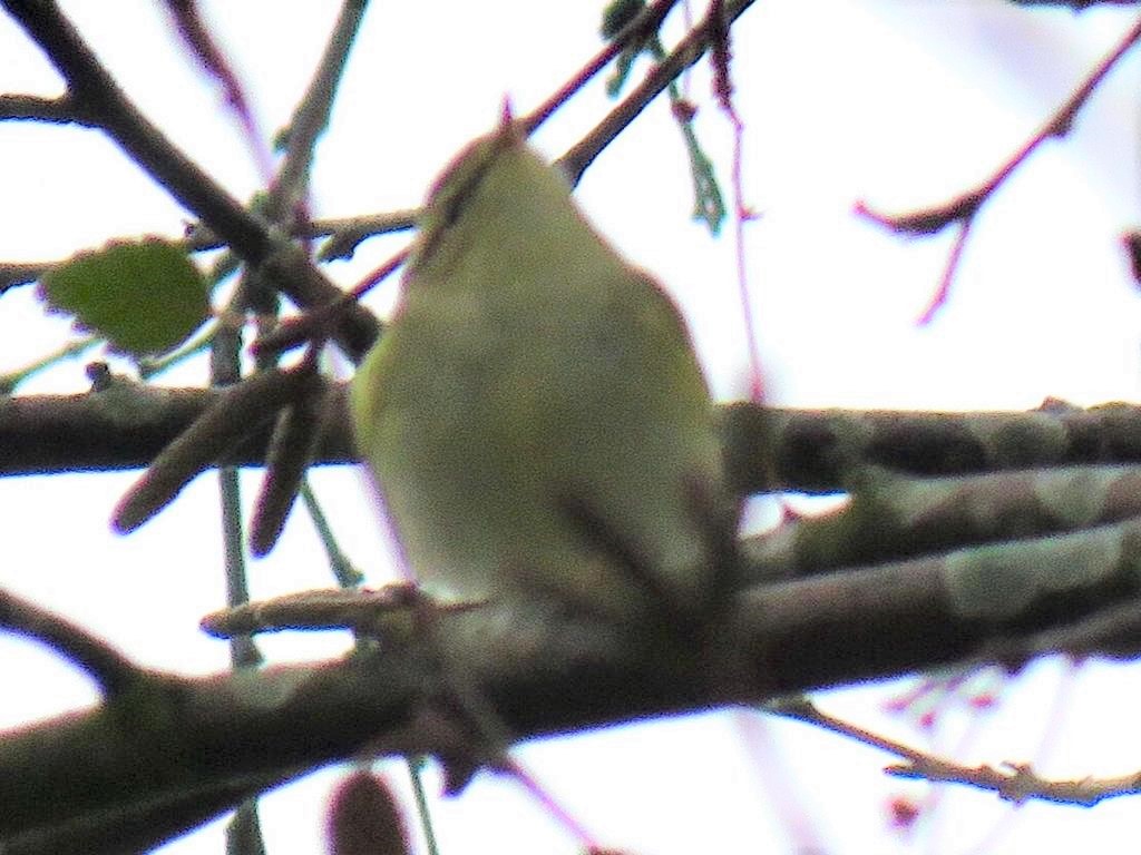 Yellow-browed Warbler at a St Albans garden, 17-Oct-20 © Rupert Evershed