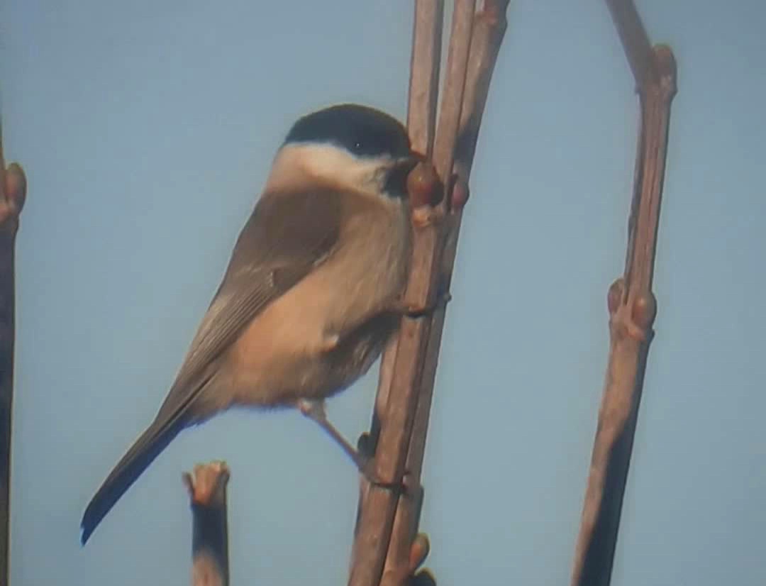 Marsh Tit at a Gadebridge garden, 27-Feb-21 © Matt Moreton