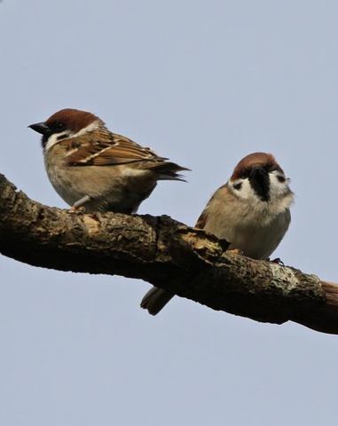 Tree Sparrows at Tyttenhanger April 2017 ? Simon West