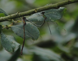 A pair of Willow Emeralds in tandem ovipositing on 13 Septembery ? Barry Reed
