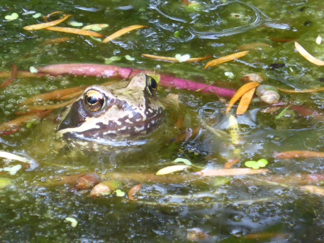 Common Frog ? Anna Marrett