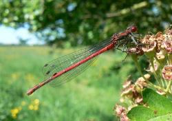 Large Red Damselfly ? A Reynolds
