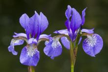 Purple Iris ? Steve Chilton
