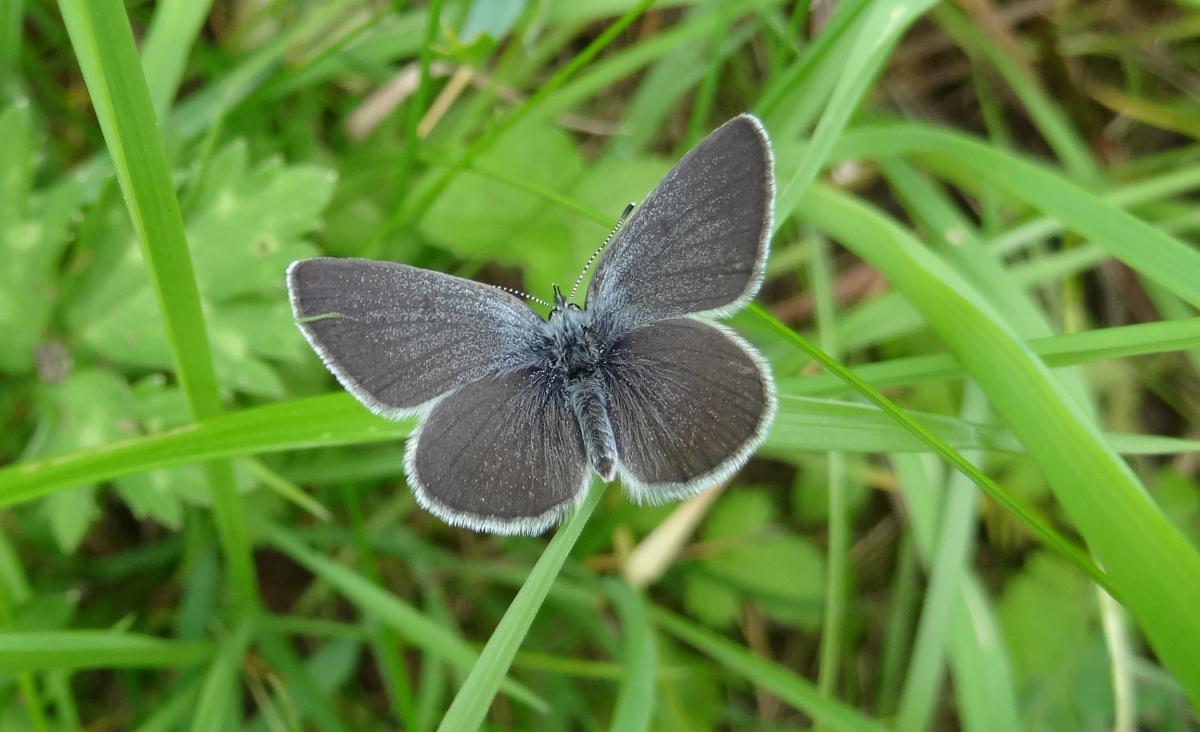 Small Blue (photo: Andrew Wood)