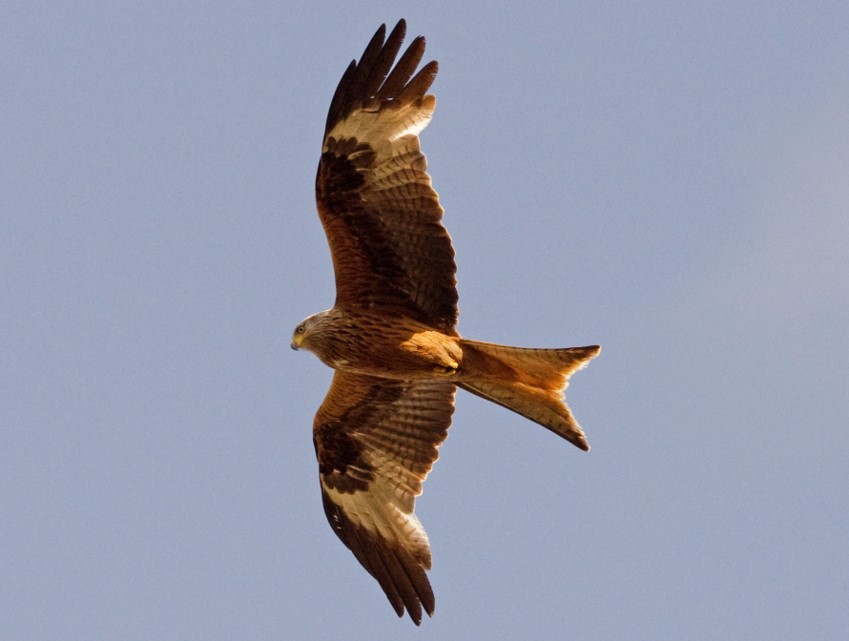 Herts Bird Club 2020RedKiteStevenageADay21Jun