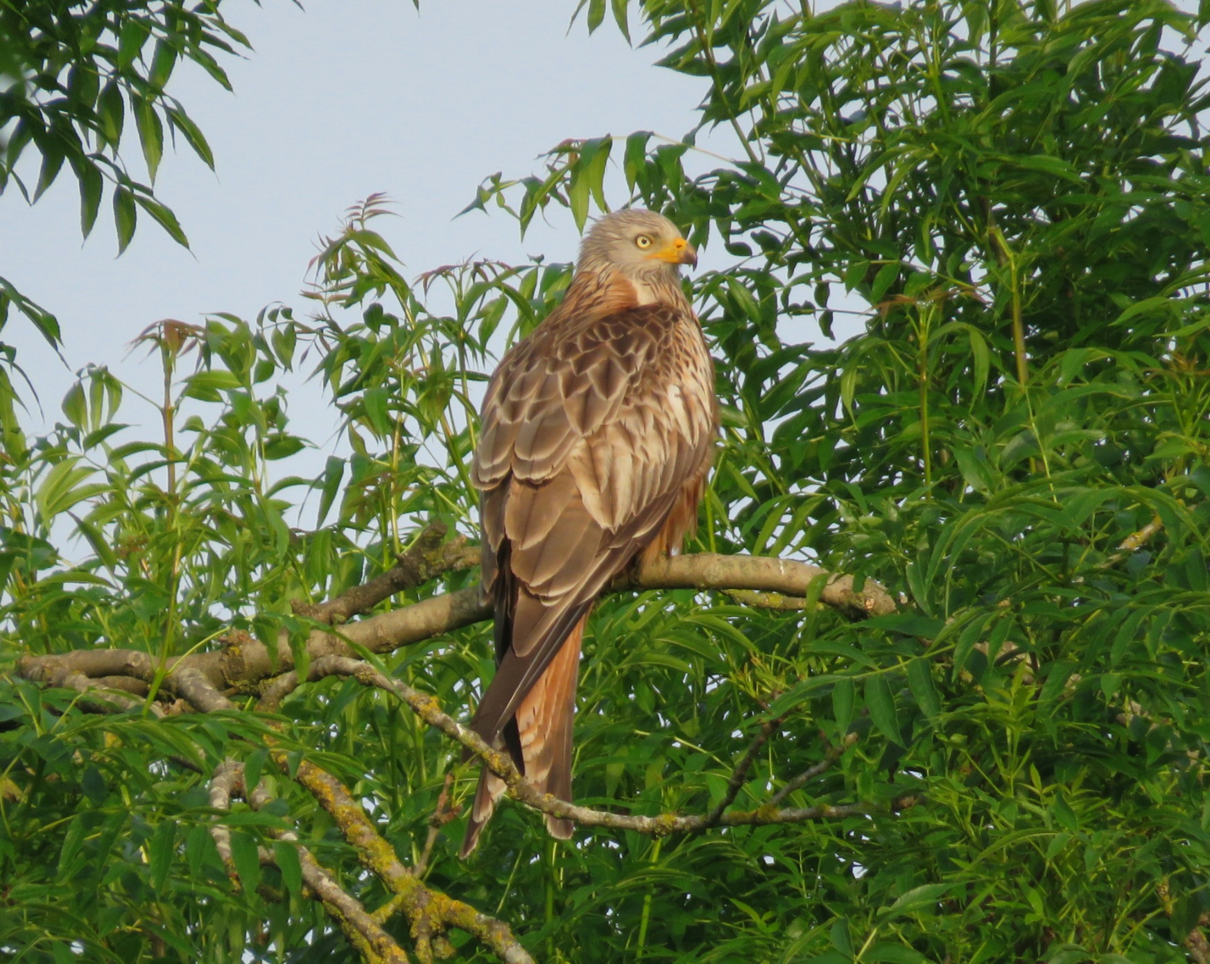Herts Bird Club 2021RedKiteAnsteyTSpeller12Jun