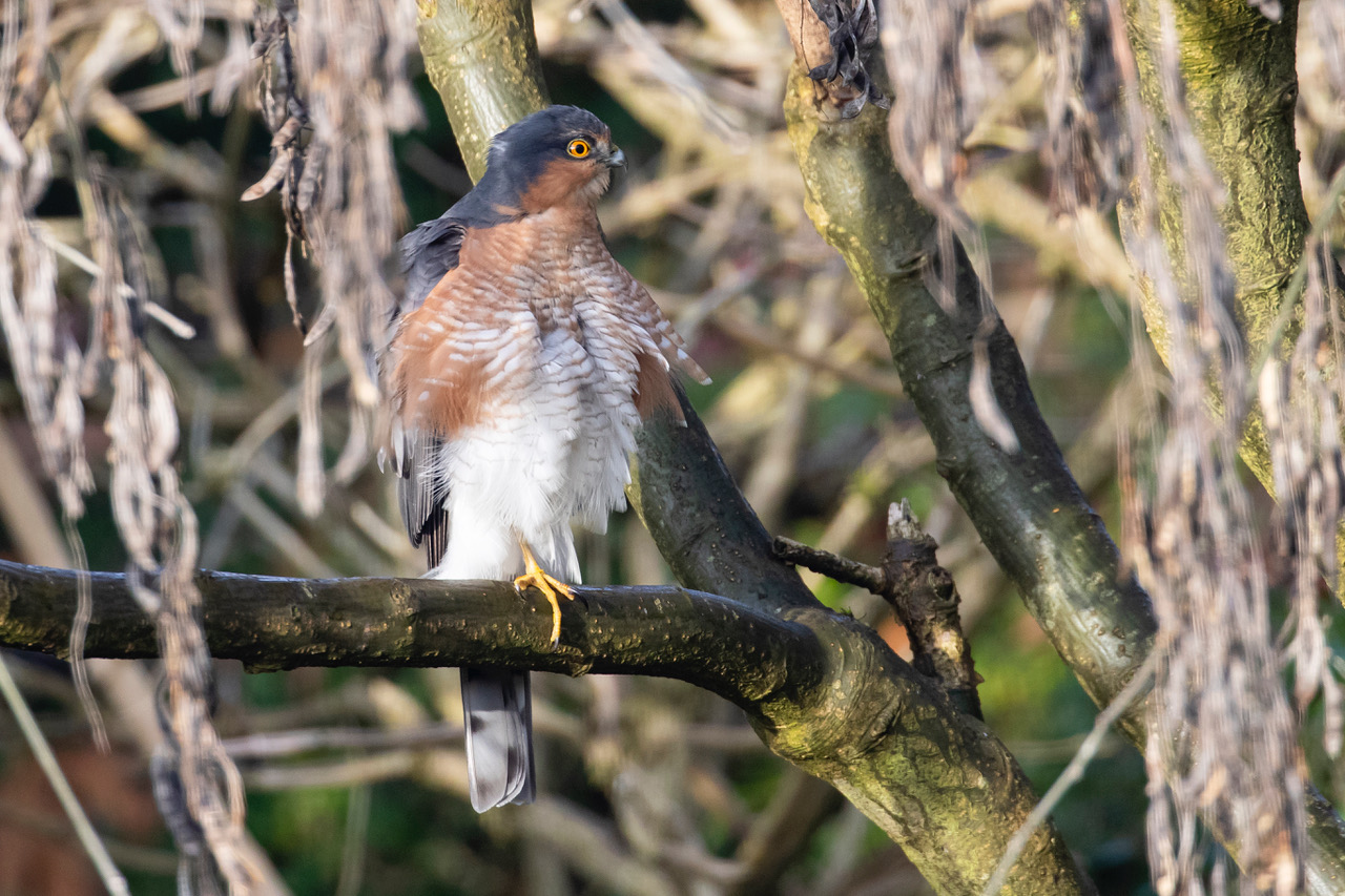 Herts Bird Club 2019SparrowhawkWelwynGardenCityHLewis17Nov