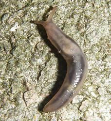 Tree Slug (Lehmannia marginata)